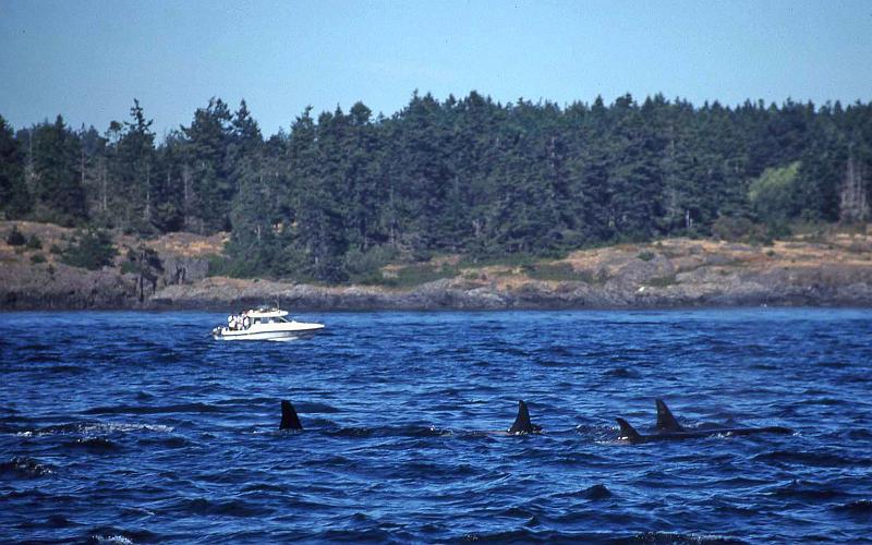 1998-07 Orcas Island 21 Whale Watching.jpg